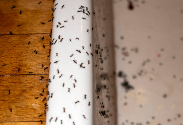 Best Best Pest Control Companies  in Dunlap, IN